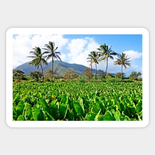 Tropical Plantation Maui Study 32 Sticker